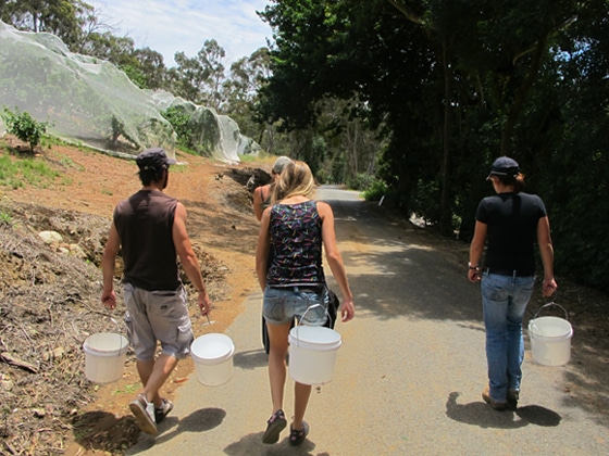 1_Fruit-Picking-Adelaide