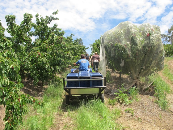 2_Fruit-Picking-Adelaide