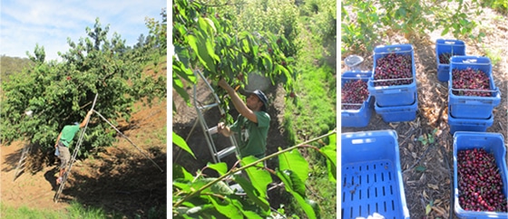 3_Fruit-Picking-Adelaide