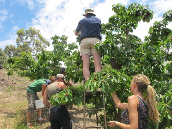 5_Fruit-Picking-Adelaide