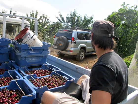 7_Fruit-Picking-Adelaide