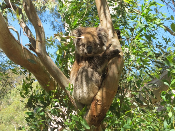 8_Fruit-Picking-Adelaide