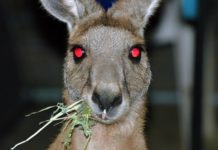 20 gute Gründe NICHT nach Australien zu kommen