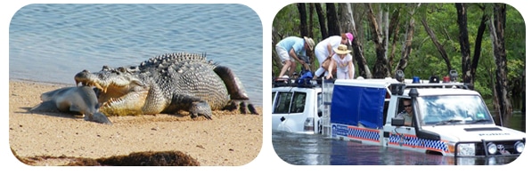 Krokodile in Australien_3