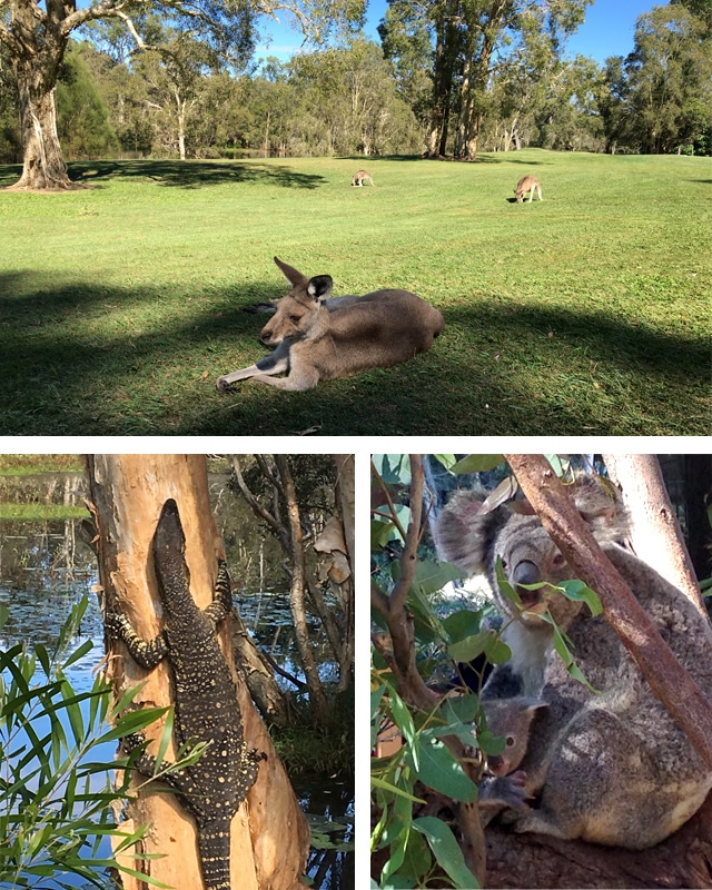 sunshine-coast-australien_tierwelt