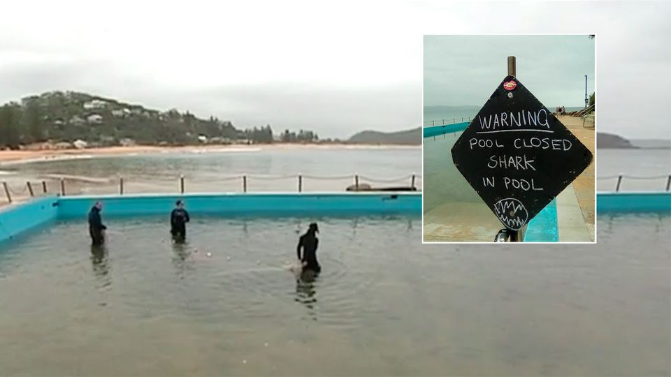 Hai im Schwimmbecken