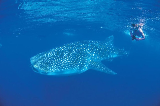 Ningaloo Reef westküste