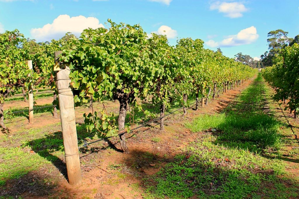 Farmarbeit in Australien Wein
