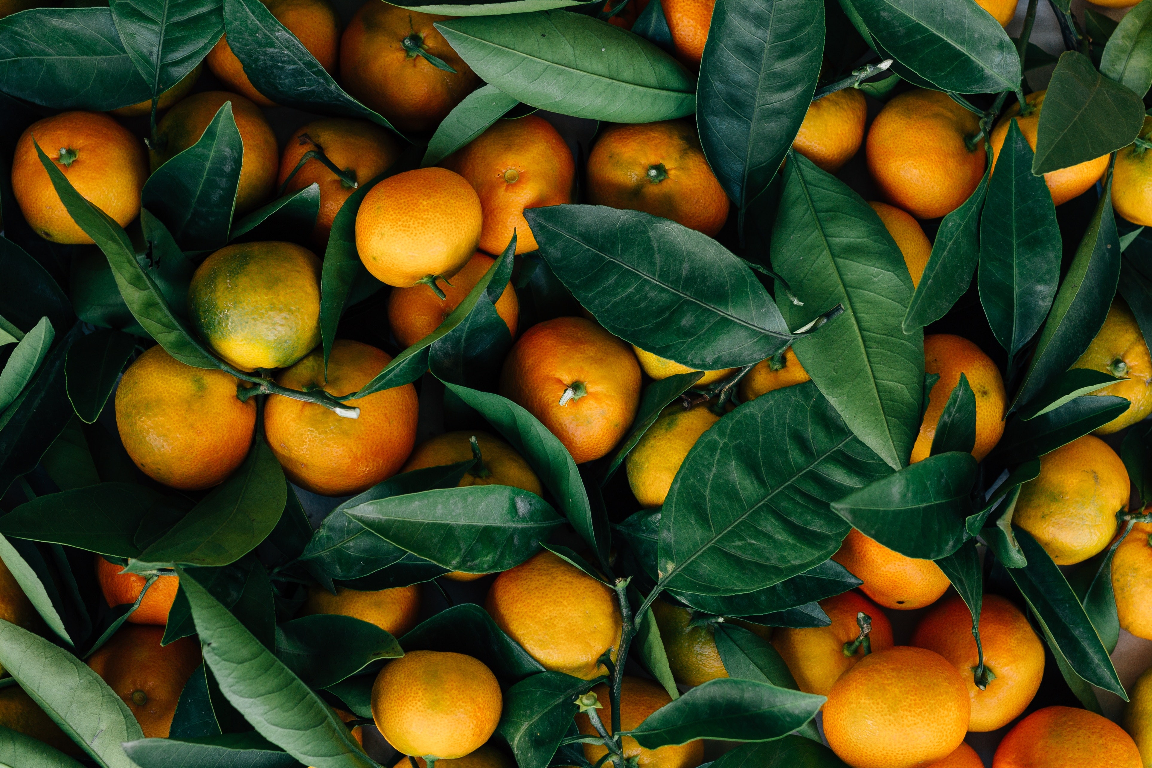 Farmarbeit in Australien Orangen