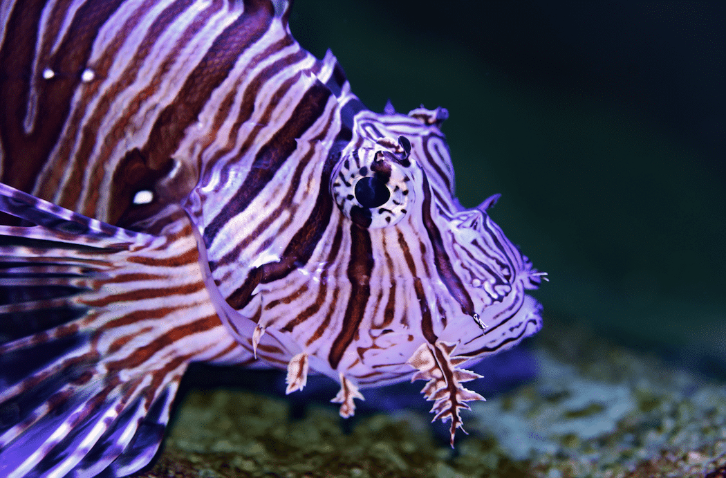 Great Barrier Reef Tour Fisch
