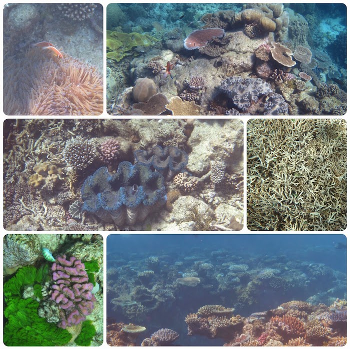 Cairns Ausflüge reef