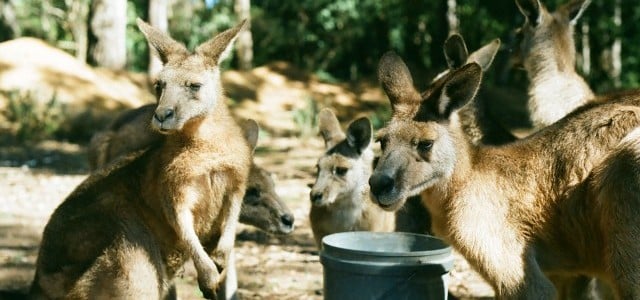 Kaengurus