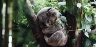 Koalas: Die entspanntesten Tiere in Australien