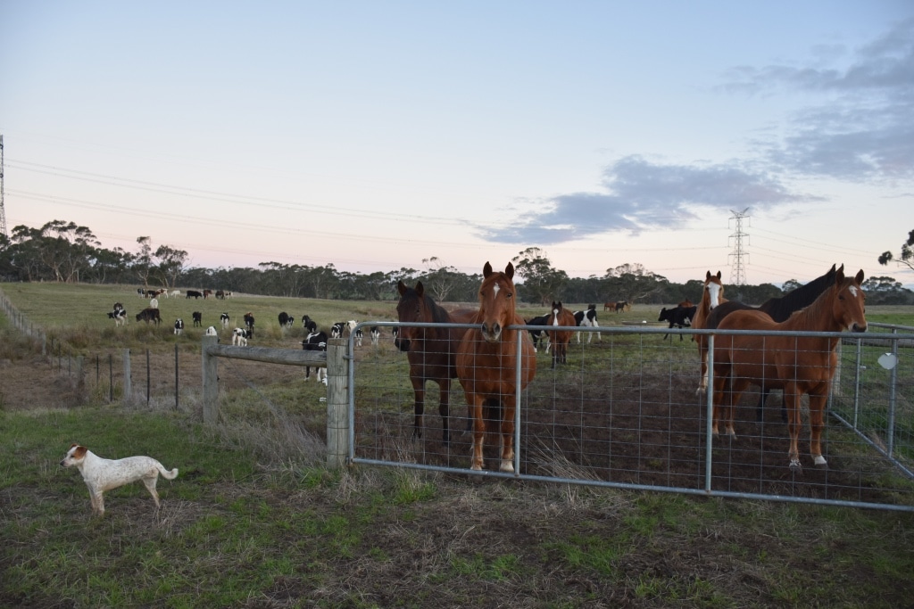 arbeiten Reitfarm Australien