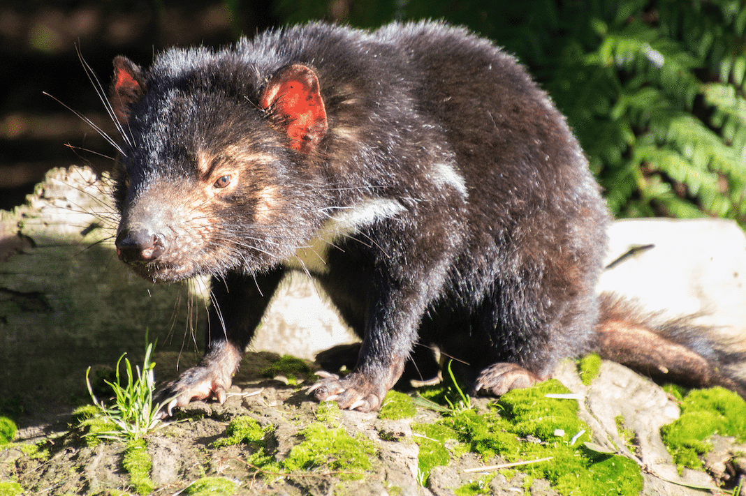 Tasmanien Tiere Tasmanien Tiere