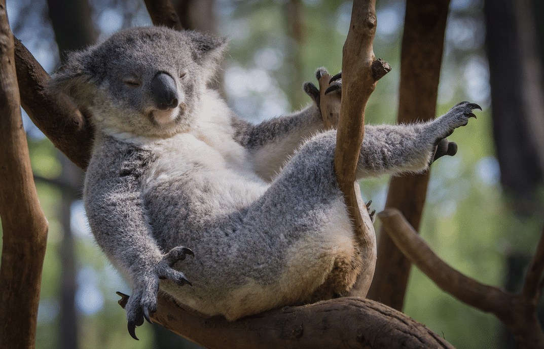 Die 7 interessantesten Fakten über Koalas Australien Guide