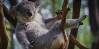 7 interessante Fakten über Koalas
