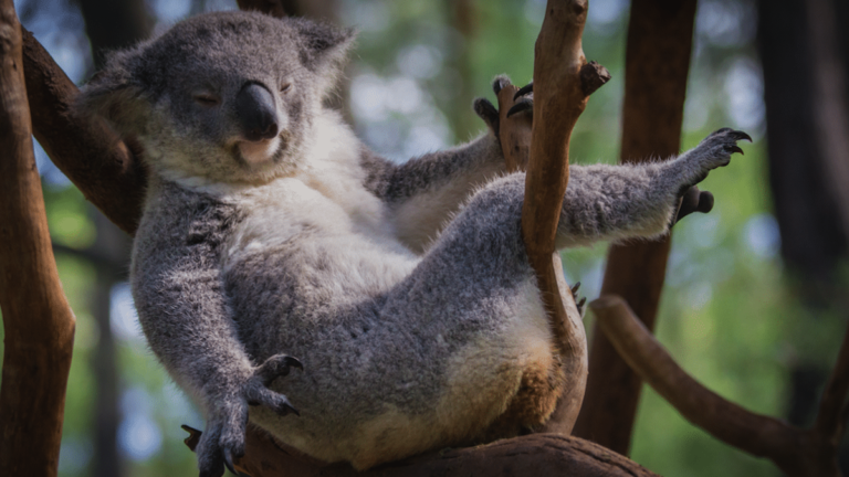 Die 7 interessantesten Fakten über Koalas Die 7 interessantesten Fakten über Koalas