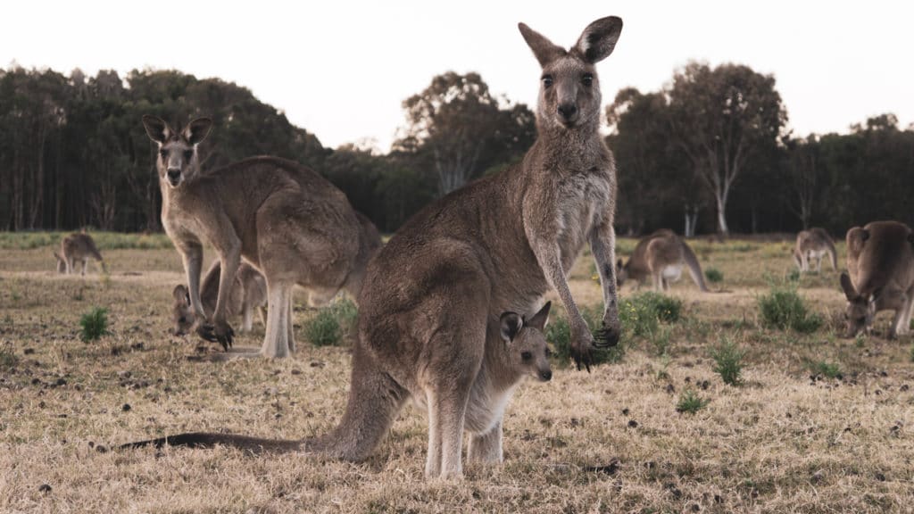 einwanderung australien 2