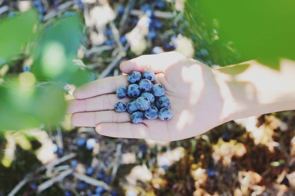 fruit picking ernten