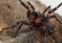 Die gefährlichsten Spinnen in Australien: Das große Spinnen Quiz