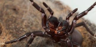 Die gefährlichsten Spinnen in Australien: Das große Spinnen Quiz