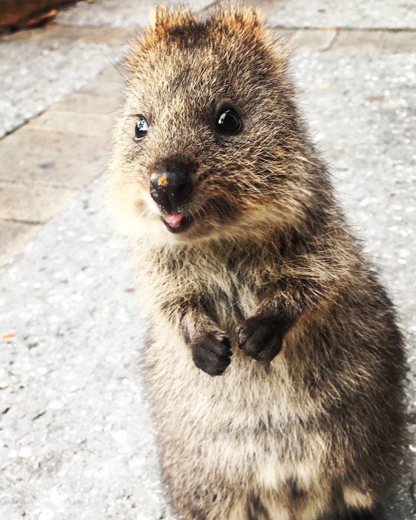 quokkas perth sehenswürdigkeiten
