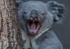 20 verrückte Fakten über Australian