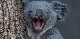 20 verrückte Fakten über Australian