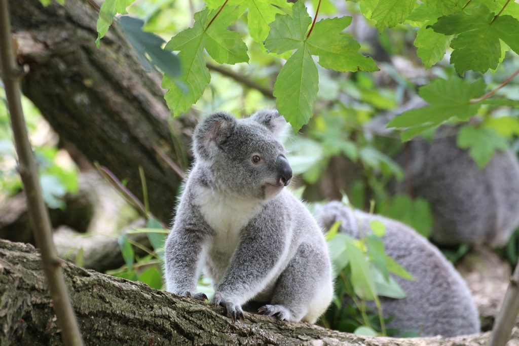 koala brisbane