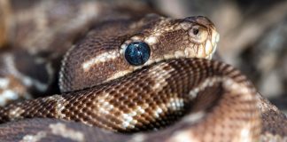 Ratgeber zu Schlangen in Australien: Arten, Sicherheit und Statistiken