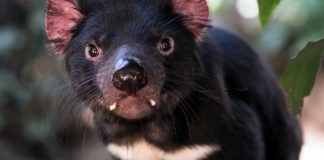 Der Tasmanische Teufel Australiens