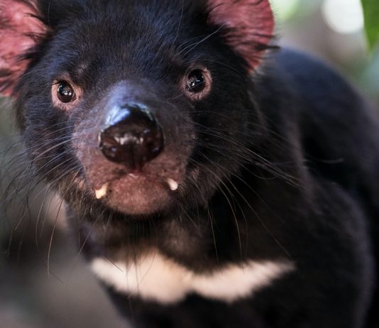 Der Tasmanische Teufel Australiens