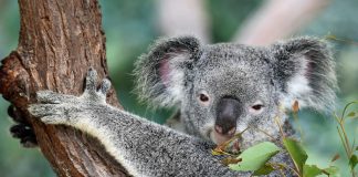 Unglaubliche Geschichten über Koalas – Australien
