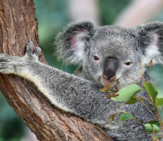 Unglaubliche Geschichten über Koalas – Australien
