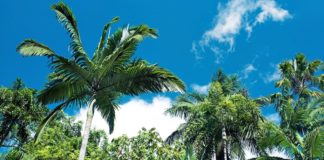 Ostküste Australien Roadtrip: Sydney nach Cairns