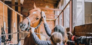 Arbeiten in einem Rennpferdestall in Australien