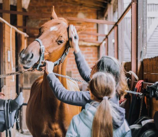 Arbeiten in einem Rennpferdestall in Australien