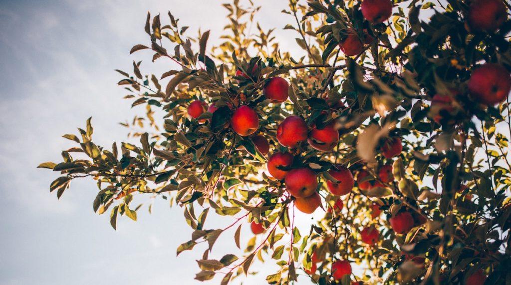 fruit picking in australien