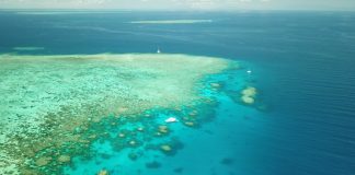 Tiere im Great Barrier Reef – Die „GREAT 8“