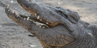 Krokodile in Australien