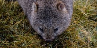 10 lustige Fakten über Wombats