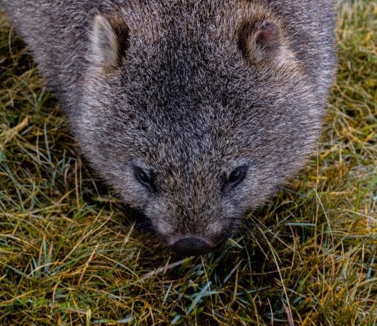 10 lustige Fakten über Wombats