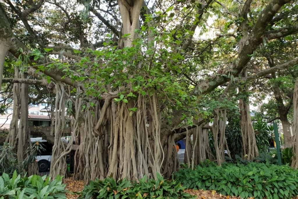 Botanischen Garten Brisbane