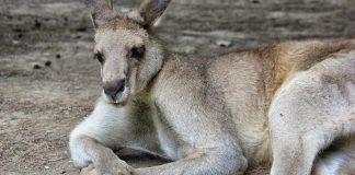 Unglaubliche Känguru Fakten und Informationen