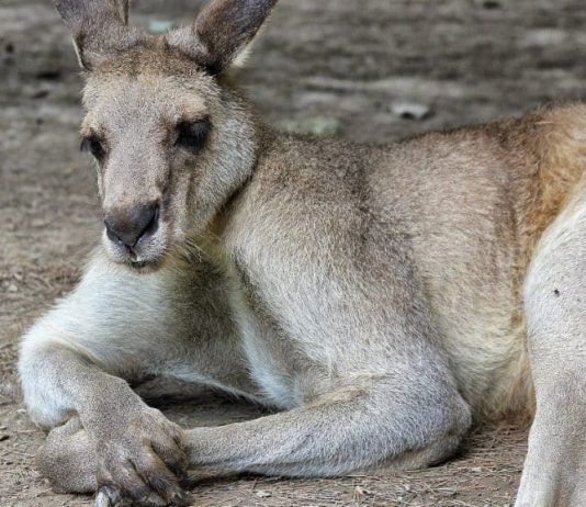 Unglaubliche Känguru Fakten und Informationen