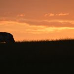 88 Tage lang auf einer Rinderfarm in Australien arbeiten