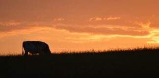 88 Tage lang auf einer Rinderfarm in Australien arbeiten