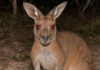 Gute Gründe NICHT nach Australien zu kommen
